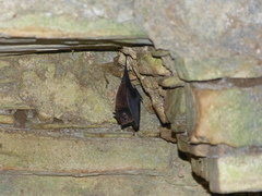 Peropteryx macrotis