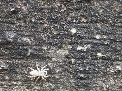 Salticidae