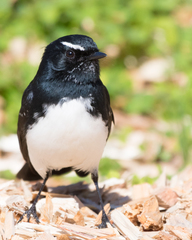 Willie Wagtail photo 3