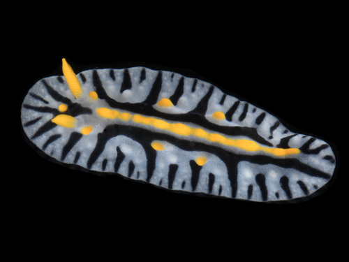 Phyllidia marindica