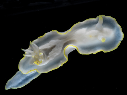 Glossodoris pallida image
