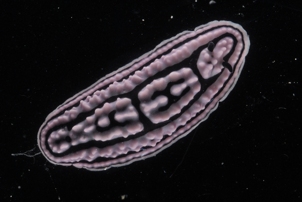 Girdled Wart Slug