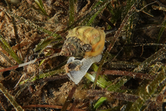 Cominella glandiformis image