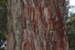 Eucalyptus robusta