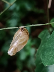 Polyura hebe plautus