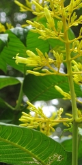 Palicourea lasiorrhachis