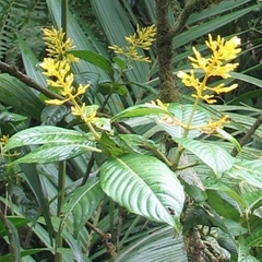 Palicourea lasiorrhachis