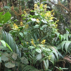 Palicourea lasiorrhachis