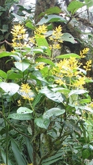 Palicourea lasiorrhachis