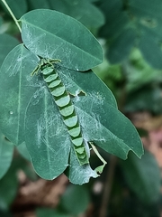 Polyura hebe plautus