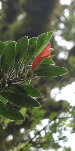 Columnea magnifica, photograph 2