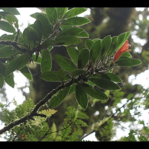 Columnea magnifica, photograph 1