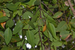 Eucalyptus robusta