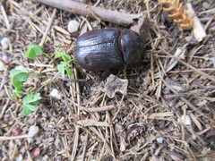 Coleoptera