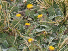 Senecio expansus