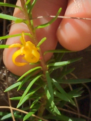 Persoonia chamaepeuce