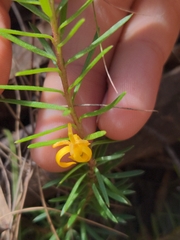 Persoonia chamaepeuce