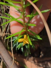 Persoonia chamaepeuce
