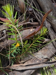 Persoonia chamaepeuce