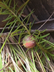 Persoonia chamaepeuce