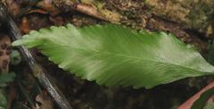 Asplenium gemmiferum