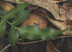 Asplenium gemmiferum