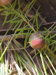 Persoonia chamaepeuce
