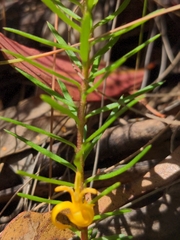 Persoonia chamaepeuce
