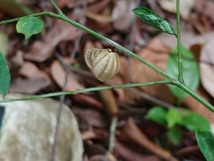 Polyura hebe plautus