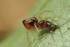 Coleosoma