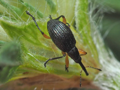 Protapion trifolii