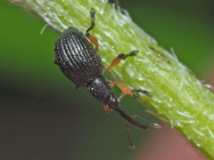 Protapion trifolii