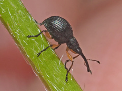 Protapion trifolii