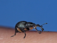 Protapion trifolii