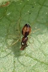 Coleosoma