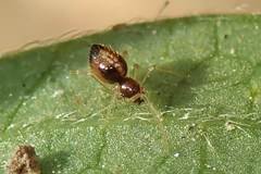 Coleosoma
