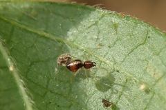 Coleosoma