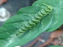 Polyura hebe plautus