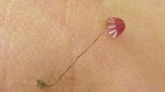 Marasmius tageticolor