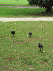 Fulica atra australis