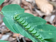 Polyura hebe plautus