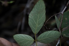 Desmodium rhytidophyllum