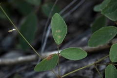 Desmodium rhytidophyllum