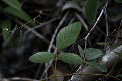 Desmodium rhytidophyllum