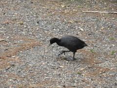 Fulica atra australis