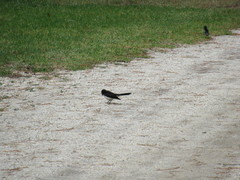 Rhipidura leucophrys