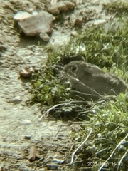 Oryctolagus cuniculus