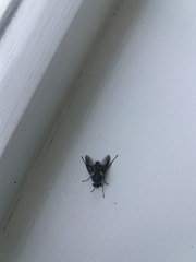Scaptia adrel