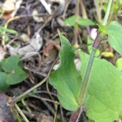 Tradescantieae