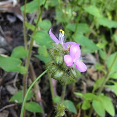 Tradescantieae